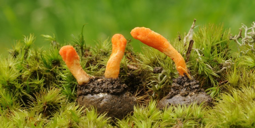 Svampen cordyceps
